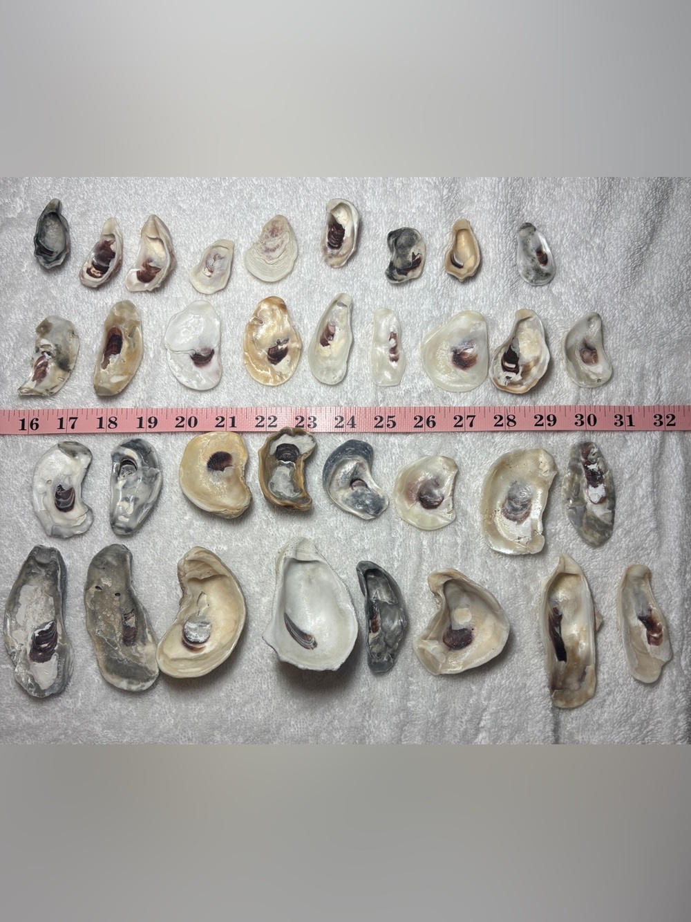 40 Natural Oyster Shells from Sanibel Island & Bonita Spring Beaches. Crafters!!